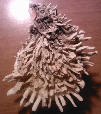 Spondylus (Spondylus) gaederopus (Linn, 1758)